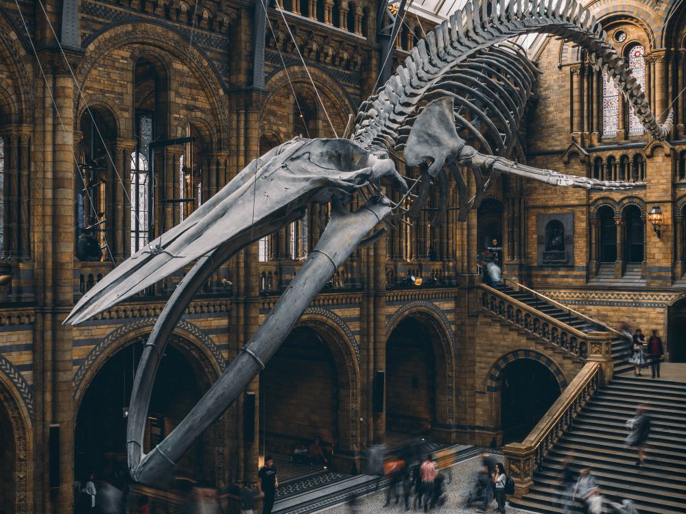 Visitors beneath a whale skeleton in a natural history museum hall